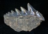 Fossil Cow Shark (Notorynchus) Tooth - South Carolina #12959-1